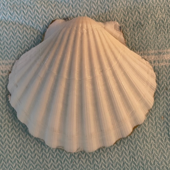4” Hand Crafted Sea Turtle Scallop Shell. Price Is Firm. Shipping Included. - Picture 4 of 4